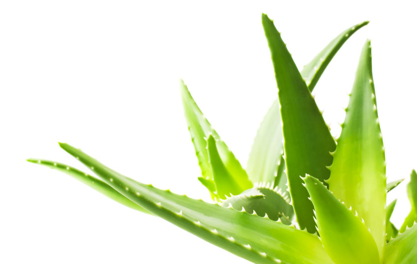Proprietà e Benefici dell'Aloe