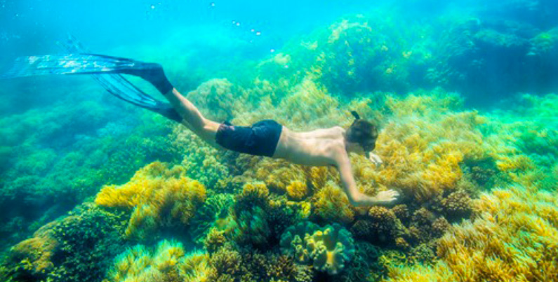 Oltre a sperimentare la vita di mare, gli ospiti potranno usufruire di una guida guidata gratuita lungo i giardini della barriera corallina. Il concorso vuole portare maggiore attenzione sulla salvaguardia della barriera corallina.